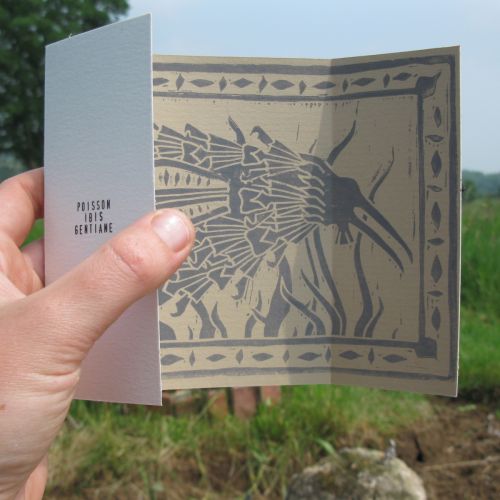 Poisson Ibis Gentiane Poisson Ibis Gentiane